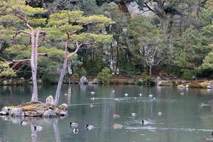 jardín japonés en el famoso kinkakuji foto