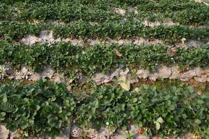 Strawberry Field or Strawberry photo