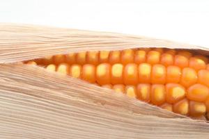 close up of the corn photo