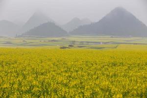 campo de flores de colza amarilla con la niebla en luoping, china foto