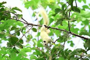 Albino squirrel feeding on the tree. photo