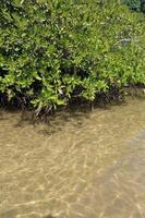 Mangrove forest in the tropical place photo