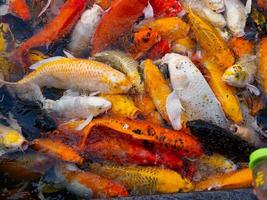 Colorful fancy carp fish, koi fish photo