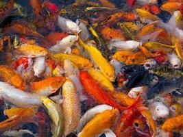 Colorful fancy carp fish, koi fish photo