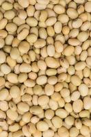 soy beans background photo