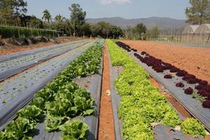 Campo de plantación de lechuga. luz del dia Grecia foto