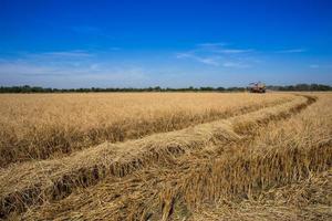 farmer harvesting rice in paddy field photo