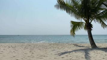 praias mais bonitas do mundo. paisagem de palmeiras das bahamas. mar azul cristalino e areia branca. video