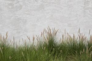 Green grass and white brick wall photo