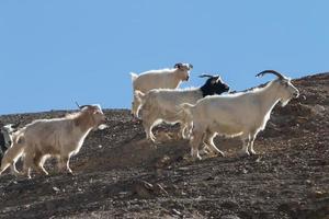 cabras en la roca en moon land lamayuru ladakh, india foto