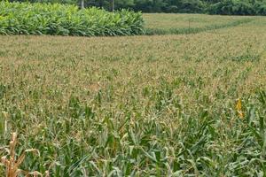 Green field of corn growing up photo