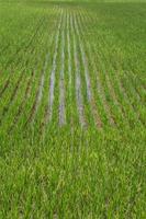 Rice field green landscape background photo