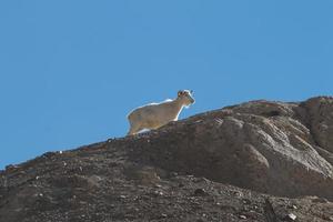 Goats on the Rock at Moon Land Lamayuru Ladakh ,India photo