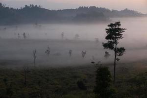 Fog mountain in the early morning sunrise photo