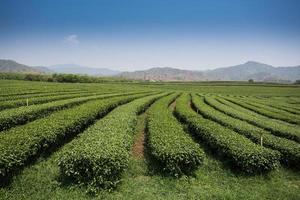green tea plantations in mountain photo