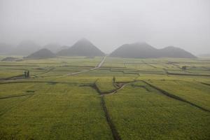 campo de flores de colza amarilla con la niebla en luoping, china foto