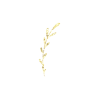 plante à paillettes dorées png