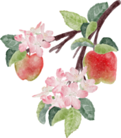 watercolor apple fruit and bloom flower branch png