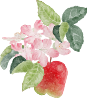 acquerello mela frutta e fiore ramo di fiori png