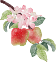 acquerello mela frutta e fiore ramo di fiori png