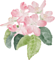 watercolor apple fruit and bloom flower branch png