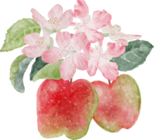 akvarell äpple frukt och blomma blomma gren png
