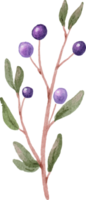 branche de fruits bleu aquarelle png