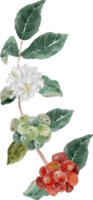 semente de café em aquarela e buquê de ramo de flores