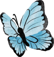 watercolor hand drawn colorful butterfly png