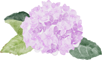 Aquarell weiße Kamelie und lila Hortensienblumenstrauß png