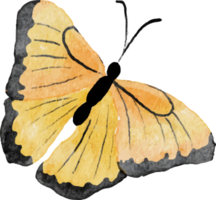 watercolor hand drawn colorful butterfly png