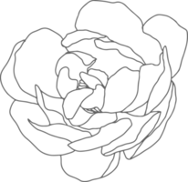 doodle line art peony flower bouquet elements png