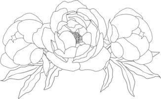 doodle linjekonst pion blomma bukett element png