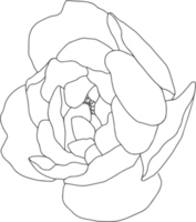 doodle line art elementos de ramo de flores de peonía png