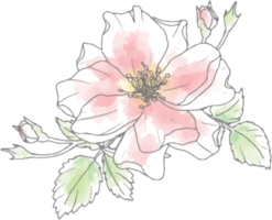 elementos de buquê de flores rosas de arte de linha doodle aquarela solta png