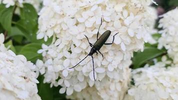 Green longhorn beetle sitting on a white flower video