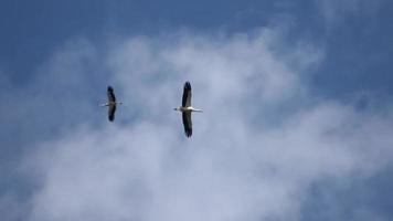cigogne blanche ciconia ciconia volant dans le ciel bleu du soir. video