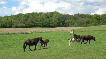 massor av betande hästar på en grön äng på sommaren video