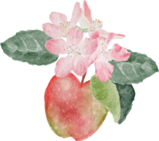 rama de la flor de la fruta y la flor de la manzana de la acuarela png