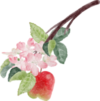 watercolor apple fruit and bloom flower branch png