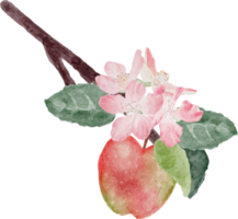 rama de la flor de la fruta y la flor de la manzana de la acuarela