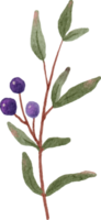 watercolor blue berry fruit branch