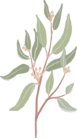 ramo di foglie di eucalipto seminato stile organico disegnato a mano png