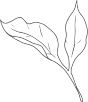 doodle line art elementi di fiori di peonia png