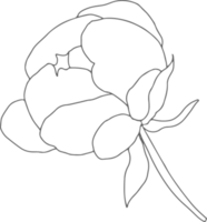 doodle line art peony flower bouquet elements png