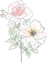 elementos de buquê de flores rosas de arte de linha doodle aquarela solta png