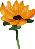 aquarell sonnenblume und weiße anemonenblumenstraußelemente png