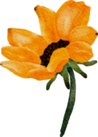 akvarell solros och vitsippor blomma bukett element png