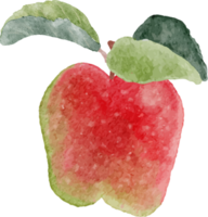 watercolor apple fruit and bloom flower branch png