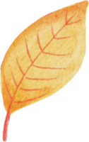 watercolor autumn fall leaves elements png